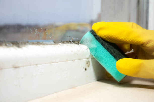 Best Professional Mold Removal  in Ojus, FL