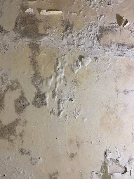 Best Black Mold Removal  in Ojus, FL