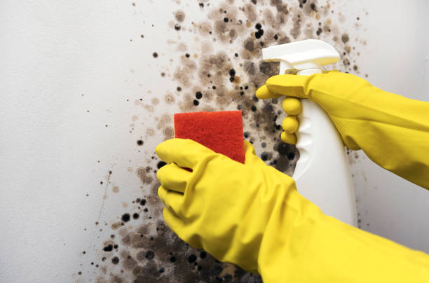 Best Crawl Space Mold Removal  in Ojus, FL